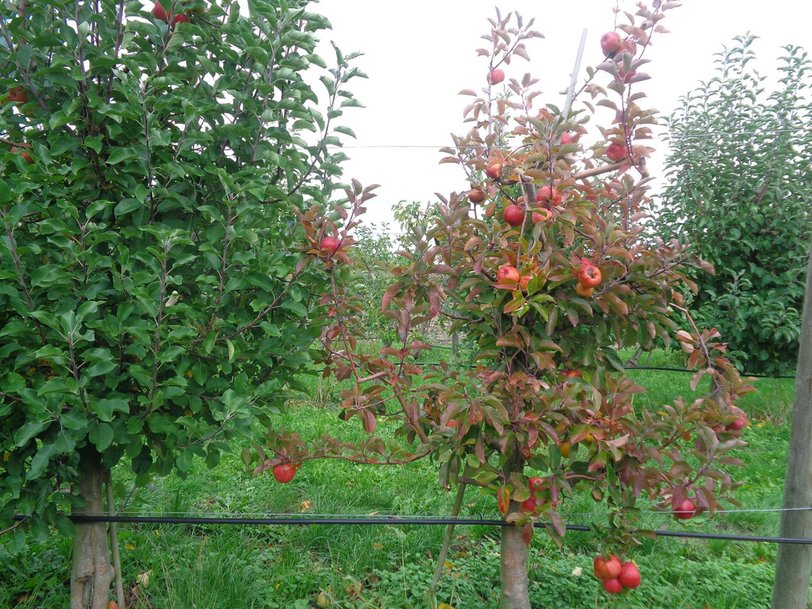 Sensors for early disease symptom detection in European fruit growing